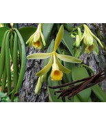 Variegated Vanilla Bean Orchid Vanilla Planifolia Variegata Live Starter Plant U - $53.98