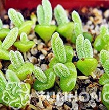 USA SELLER 100 Piezas Lithops Monilaria Obconica Bonsai Orejas De Conejo Flor Bo - £15.12 GBP