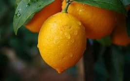 Citron and Mandarin: Handpoured, 6 pc Soy Wax Melt Set: Citrus &amp; Fresh! - £10.15 GBP