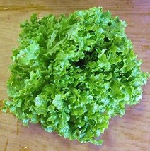 500 SEEDS GREEN ICE LOOSE LEAF LETTUCE PLANT HEIRLOOM SEEDS SEE MAGIC - $10.72