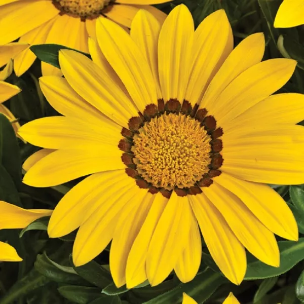 Gazania Seeds Big Kiss Yellow 50 Flower Seeds Fresh Seeds - £25.84 GBP