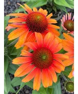 LWS Sunburst Coneflower Daisy For Garden Planting 200 Seeds Fast Shipping - $11.00
