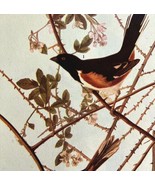 Towhee Bird 1946 Color Art Print John James Audubon Nature DWV2H - $570.01 MXN