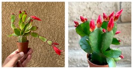 Live Plant Red Flower Easter Cactus Rhipsalidopsis Gaertnerrii - £30.63 GBP