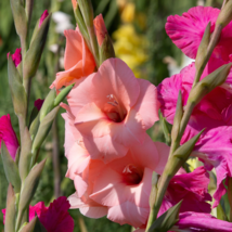 Gladiolus Flower Pink Flowers with White Spots - 120 Seeds - £7.98 GBP