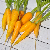 Solar Yellow Carrot 50 SeedsNon-GMO - £6.29 GBP