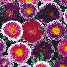 20 Giant Blue Moon Red Moon Aster Flower Seeds Mix Reseeding Annual - £14.29 GBP