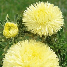 Aster Seeds Gala Yellow 100 Seeds Cut Flower Seeds Garden USA - $10.00