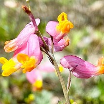 Corydalis Sempervirens Rock Harlequin 50 Flower Seeds Beautiful Garden Fresh USA - £7.70 GBP