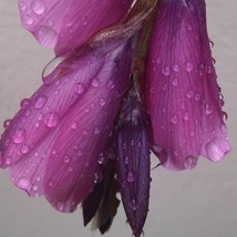 Dierama Blackberry Bells Seed US Fast Shipping - $12.28