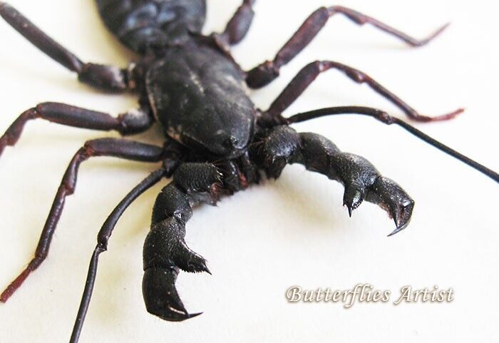 Whip Tailed Scorpion Thelyphonus Caudatus Real Entomology Framed Shadowbox - $52.99
