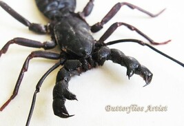 Whip Tailed Scorpion Thelyphonus Caudatus Real Entomology Framed Shadowbox - $52.99