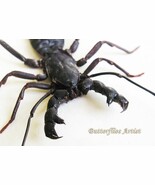 Whip Tailed Scorpion Thelyphonus Caudatus Real Entomology Framed Shadowbox - $71.97 CAD
