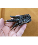 (g630-122) Medium 3&quot; Gator FOOT paw ALLIGATOR TAXIDERMY feet claw werid ... - €15,15 EUR