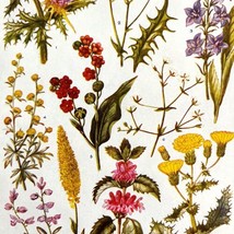 Beautiful Wildflowers 1940s Color Plate Print Plants In Nature #4 DWT12A - £10.79 GBP