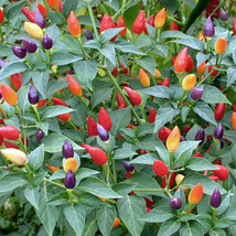 20 Seeds Fire Cracker Pepper NON-GMO Seeds - £9.13 GBP