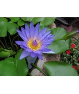 AW Nymphaea Nouchali 500 Seeds Fragrant Blue Water Lily Aquatic Star Lot... - $53.00