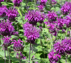 Bee Balm Purple Bergamot Monarda Media Perennial Attracts Bees 200 Seeds From US - £8.37 GBP