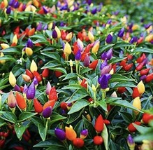 Item image 1 image 1