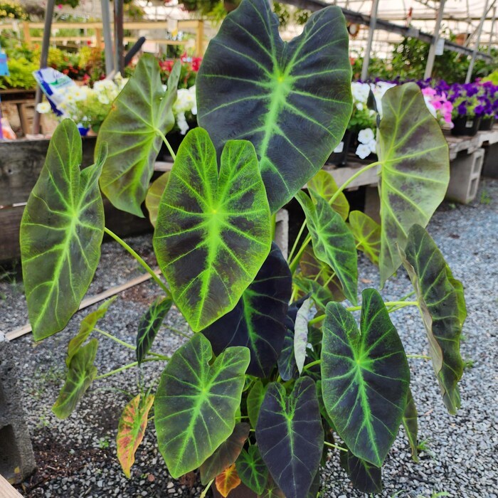 Colocasia Illustris Starter Plant 2 Plants Fresh Garden - $39.00