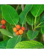 Best Audrey Fig (Banyan Tree) / Ficus benghalensis / Live Plant - $26.99