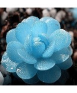 50 seeds/pack Mini Potted Succulents Seed Stone Blue Lotus Flower Seeds ... - £23.12 GBP