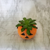 Live Succulent in Mini Halloween Planter, Pumpkin Jack O'Lantern Skull Cauldron image 6