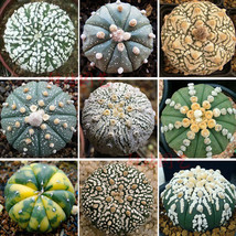 10 Seeds Astrophytum Asterias Prickly Pearceae Planets Mixed Seeds Garden USA Se - £6.68 GBP