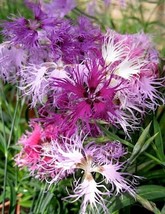 30 Dianthus Superbus Carnation Flower Seeds Mix Perennial Great Gift - £13.46 GBP