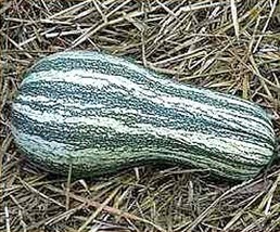 Green Striped Cushaw Pumpkin 30 Seeds/Seed - £19.97 GBP