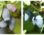 Top Seller - Yezberry Maxie Japanese Haskap Lonicera - 4&quot; pot - Live Plant - $53.93