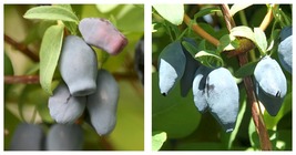 Top Seller - Yezberry Maxie Japanese Haskap Lonicera - 4&quot; pot - Live Plant - £42.60 GBP