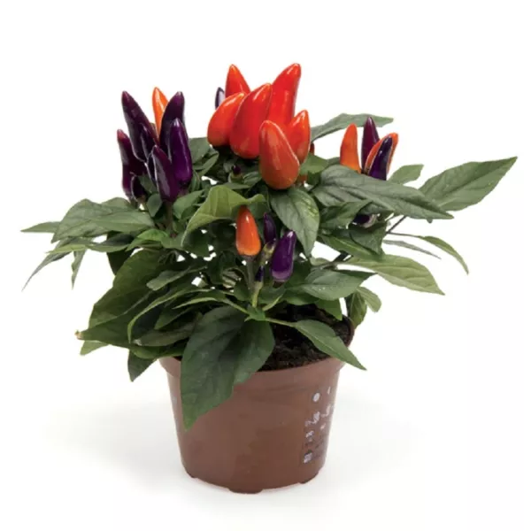 25 Ornamental Pepper Seeds Pepper Ornamental Mambo Purple And Orange Fresh Garde - $16.50