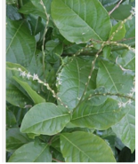 8 onz Anamu alliacea Guinea Hen Weed Apacina Mucura leaves read - $23.37