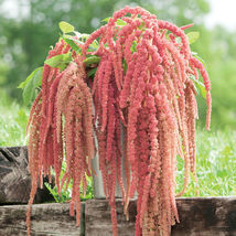 Coral Fountain Amaranthus Seed, Amaranthus Flower , USA Grown Seeds - $12.99