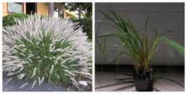 1 Live Plant Large White Bunny Grass Pennisetum alopecuroides Perennial  - $33.99