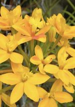 2 epidendrum radicans ground orchid cuttings Yellow - £26.37 GBP