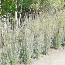 500 Little Bluestem Seeds Prairie Grass Clumping Ornamental Drought Heat... - $55.46 MXN