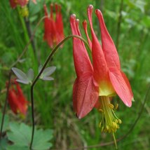 25 Aquilegia Bi-Color Canadensis Seeds Perennial Flower Columbine - £14.20 GBP