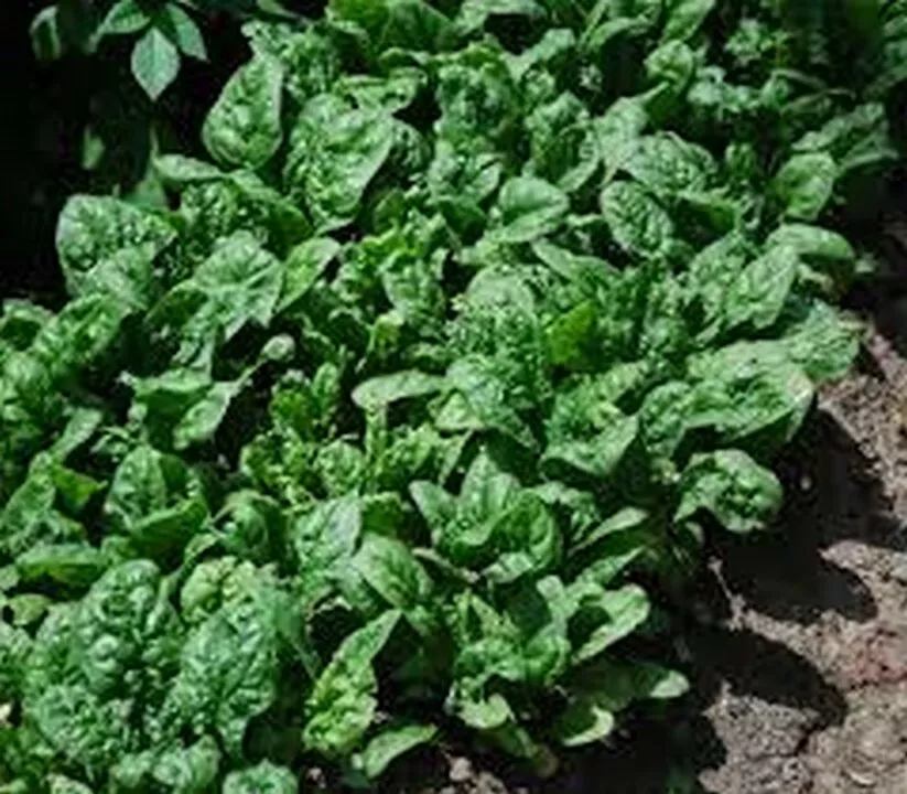 Flower Spinach Giant Noble 100 Seeds - $9.80
