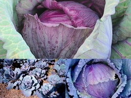 401+RED ACRE Cabbage Spring Fall Vegetable Seeds Garden Patio Container - £10.44 GBP