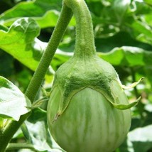 Thai Round Eggplant Seeds 15 Seeds Fresh Garden - $11.58