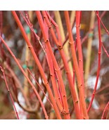 Acer Palmatum Japanese Sunrise Japanese Maple Live Plant 12 Inch Tall 1 ... - $13,786.81 MXN