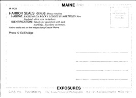 Postcard Vintage Harbor Seals Maine ME Oceans Rocks Coast - £3.92 GBP