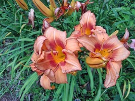 BRN Hemerocallis Daylily Pirates Venture 1 Starter Fan Bareroot Live Pla... - $327.74 MXN