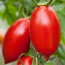 Amish Paste Tomato Seeds Fresh Seeds USA - $15.72