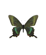 One Real A1 Papilio Maackii Maackii butterfly, (Spring) China, UNMOUNTED... - £8.69 GBP