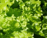 Lettuce Seeds Royal Oakleaf 400 Seeds  Non Gmo Fast Shipping - £7.22 GBP