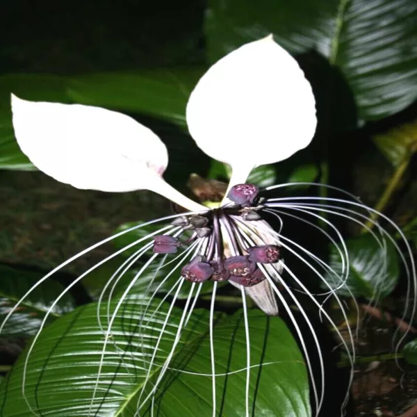 10 White Bat Orchid Flower Seeds (Tacca Integrifolia) Exotic Tropical Houseplant - £16.70 GBP