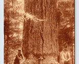 Felling Trees Lumber Camp Oregon State OR UNP Sepia DB Postcard Q6 - $11.83